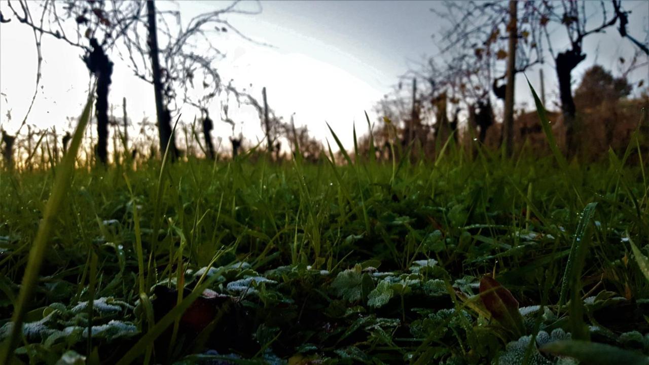 Agriturismo La Guarda Picedo Eksteriør bilde
