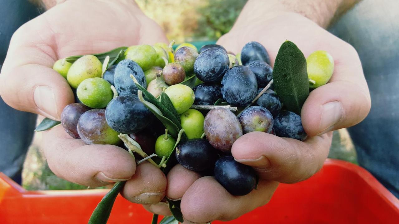 Agriturismo La Guarda Picedo Eksteriør bilde