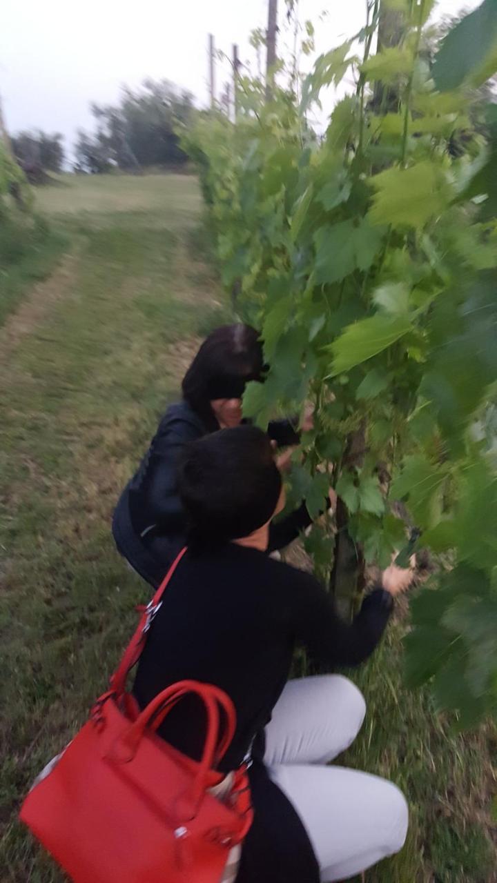 Agriturismo La Guarda Picedo Eksteriør bilde