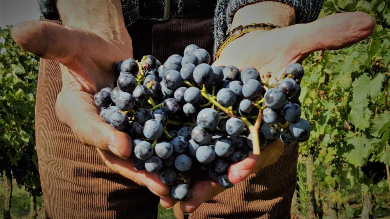 Agriturismo La Guarda Picedo Eksteriør bilde